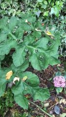 Please can you identify if this is giant hogweed?