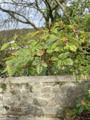 Black spot on Iceberg roses
