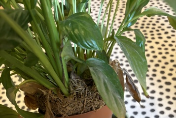 Peace Lillies struggling after repot - please help!
