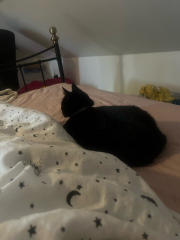 How are 2 cats different to having 1?