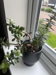 Help me with this plant, please!