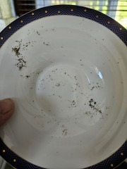 Straight out of the dishwasher!