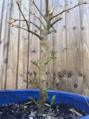 Can anyone tell what's going on with my lemon tree?