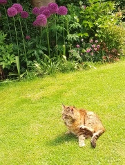 Machiavellian Misbehaviour- the Excellent Cats Deny Everything