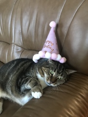 Machiavellian Misbehaviour- the Excellent Cats Deny Everything
