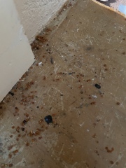 Urgh what kind of creature / rodent / bird is leaving these droppings