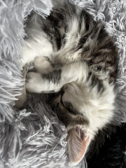 New kitten - should we have 1 or 2?