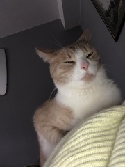 Machiavellian Misbehaviour- the Excellent Cats Deny Everything