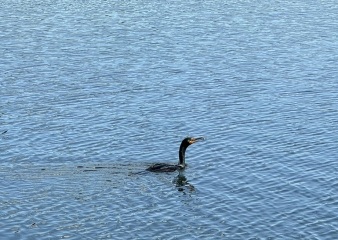 Come and tell me your dull and unexciting news 29: Calmly through the day