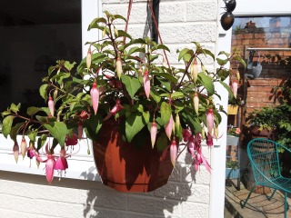 Why do my hanging baskets or pots always look so shit?