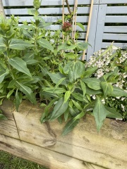 Is this a weed ?