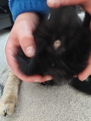 Could I have some help with the gender of these kittens please