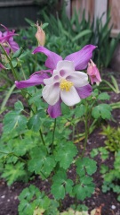 What's in flower in your garden right now?