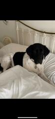What mix is my dog ( photo included)