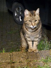 TC part 6.  The Furry Menace.