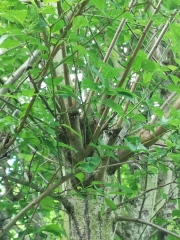 What shall I do with this tree?