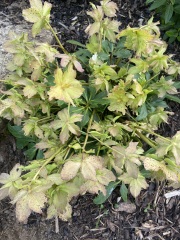 Hellebore spots?!