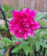 What's in flower in your garden right now?