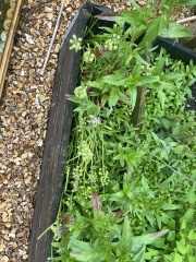 How much of this is weeds?