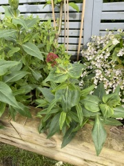 Is this a weed ?
