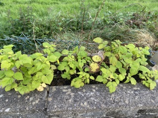 Brown raspberry