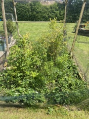 Fruit Patch