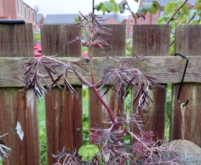 Help save my border!