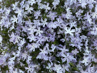 What are your current plant obsessions?