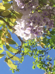 Dead wisteria