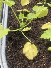 Courgette plants struggling