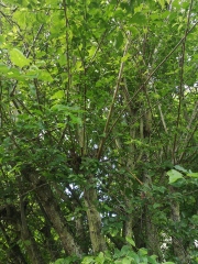 What shall I do with this tree?