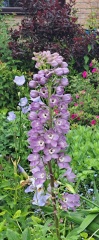 What's in flower in your garden right now?