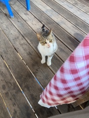 Thread 47 Sunak : The Ship of Fools sails on