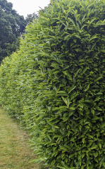Which one is cherry laurel?