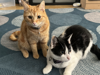 Machiavellian Misbehaviour- the Excellent Cats Deny Everything