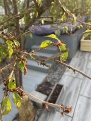 Cherry tree- disease?