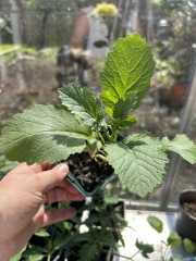 Plant ID