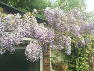 Dead wisteria