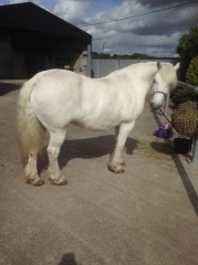 Any Highland Pony people on here?