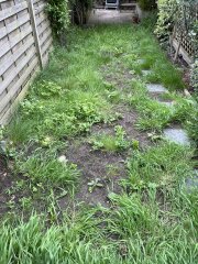 Help identify these grasses (pics)