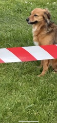 What breed is this dog?!