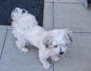 My dog is deflated