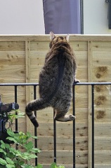 TC part 6.  The Furry Menace.