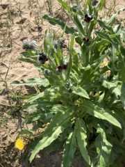 Best plant identifying app