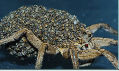 How did cave women look after their babies?