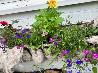 What's in flower in your garden right now?