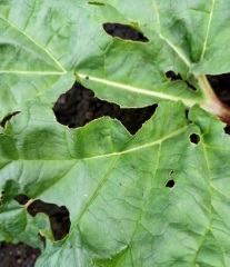 What's eating my vegs (pics)? (gardening newbie)