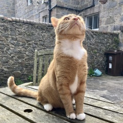 Persuading cat to sleep elsewhere