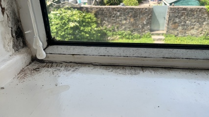 Is this wet rot?