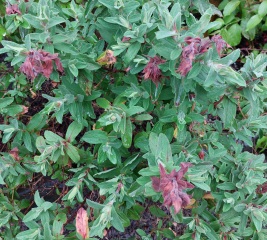 Help save my border!